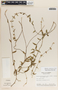 Metastelma schlechtendalii image