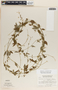 Metastelma schlechtendalii image
