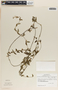 Metastelma schlechtendalii image