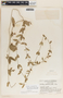 Metastelma schlechtendalii image