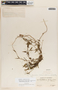 Metastelma schlechtendalii image