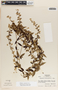 Metastelma schlechtendalii image
