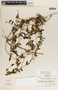Metastelma schlechtendalii image