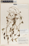 Metastelma stenomeres image