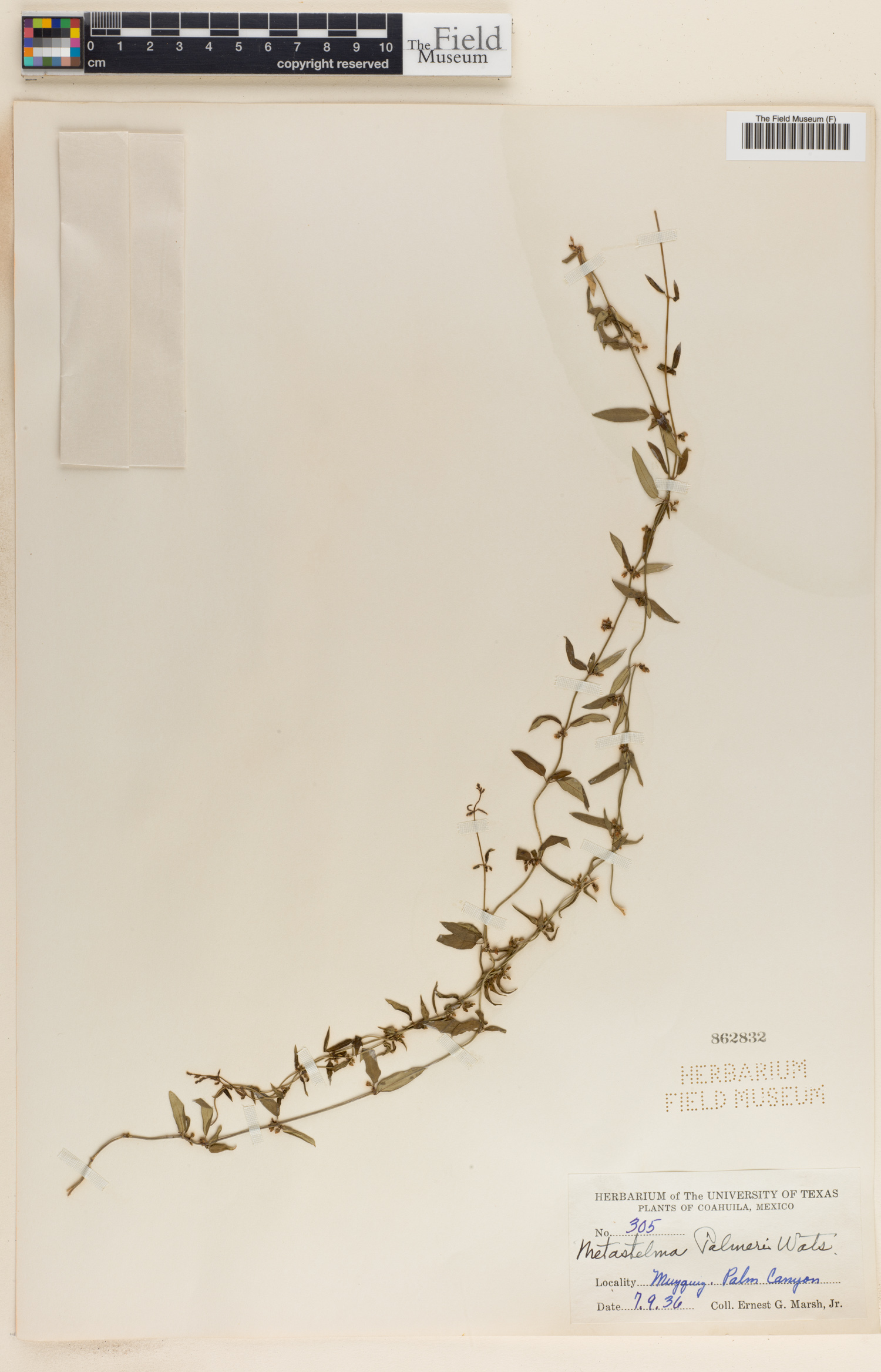 Cynanchum maccartii image