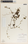 Metastelma schlechtendalii image