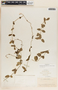 Metastelma schlechtendalii image
