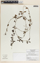 Metastelma schlechtendalii image