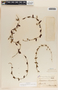 Metastelma schlechtendalii image
