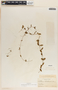 Metastelma schlechtendalii image