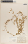 Metastelma schlechtendalii image