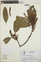 Arbutus xalapensis image