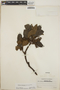 Arbutus xalapensis image