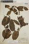 Arbutus xalapensis image