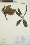 Arbutus xalapensis image