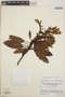 Arbutus xalapensis image