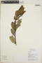 Arbutus xalapensis image