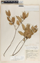 Agarista mexicana image