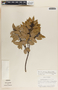 Agarista mexicana var. pinetorum image