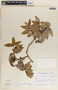 Agarista mexicana var. pinetorum image