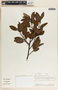 Arbutus occidentalis image
