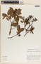Arbutus occidentalis image