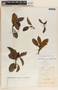 Arbutus occidentalis image