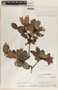 Arbutus occidentalis image