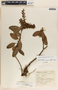 Arbutus occidentalis image