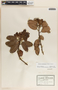 Arbutus occidentalis image