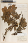 Arbutus occidentalis image