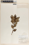 Arbutus occidentalis image
