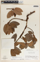 Arbutus xalapensis image