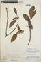 Arbutus xalapensis image