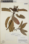 Arbutus xalapensis image