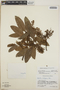 Arbutus xalapensis image