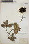 Arbutus xalapensis image