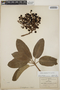 Arbutus xalapensis image