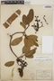 Arbutus xalapensis image