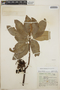 Arbutus xalapensis image