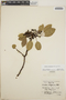 Arbutus xalapensis image
