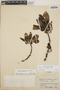 Arbutus xalapensis image