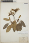 Arbutus xalapensis image