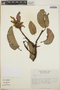 Arbutus xalapensis image