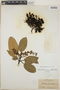 Arbutus xalapensis image