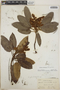 Arbutus xalapensis image