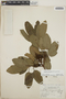 Arbutus xalapensis image