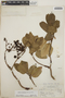 Arbutus xalapensis image