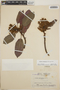 Arbutus xalapensis image