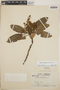 Arbutus xalapensis image